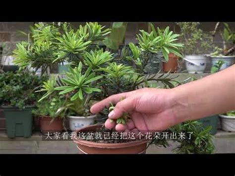 羅漢松開花結果|羅漢松 